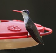 6S3A4249Violet-Crowned_Hummingbird