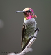 6S3A4753Anna's_Hummingbird