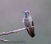 6S3A4781Mag_Hummingbird