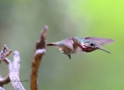 6S3A9458Calliope_Hummingbird