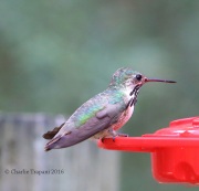 6S3A9463Calliope_Hummingbird