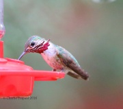 6S3A9485Calliope_Hummingbird