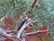 6S3A9523Callipoe_Hummingbird
