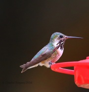 6S3A9528Calliope_Hummingbird