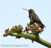 6S3A9926Broad-Billed_Hummingbird
