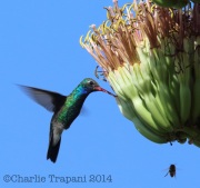 6S3A9963Broad-Billed_Hummingbird