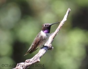 IMG_2834Black-Chinned_Hummingbird