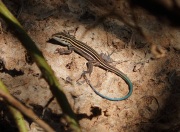 0J6A0056Desert Grassland whiptail