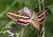 0J6A0382White-Lined_Sphinx