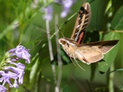 0J6A0389White-Lined_Sphinx