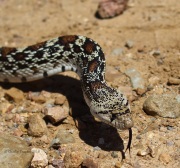 0J6A0393Sonoran_Gopher_Snake