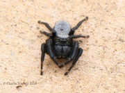 0J6A0687Jumping_Spider