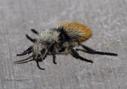 0J6A0752Velvet_Ant