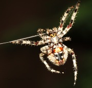 0J6A0778Orb_Weaver