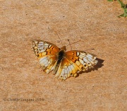 0J6A0784Variegated_Fritillary