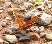 0J6A0807Gulf_Fritillary