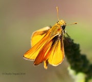 0J6A0820Delaware_Skipper