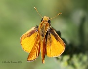 0J6A0824Delaware_Skipper