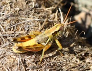 0J6A0844Unknown_Grasshopper