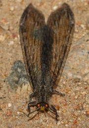 0J6A0940Antlion