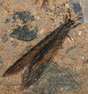 0J6A0944Antlion