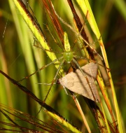 0J6A0985Green_Lynx_Spider
