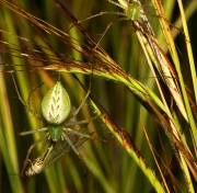 0J6A0987Green_Lynx_Spiders