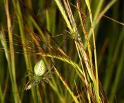 0J6A0998Green_Lynx_Spiders
