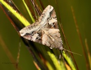 0J6A1014Unknown_Moth