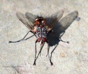 0J6A1356Unknown_Fly