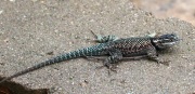 0J6A5710Collared_Lizzard