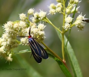 0J6A6761Ctenucha_Venosa