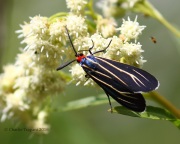0J6A6762Ctenucha_Venosa