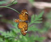 0J6A6881UK_Butterfly