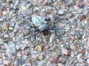 0J6A7914Long_Horned_Woodboring_Beetle