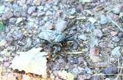 0J6A7917Long_Horned_Woodboring_Beetle