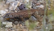 0J6A8292California_Whiptail