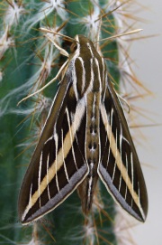 0J6A8522White-Lined_Sphinx