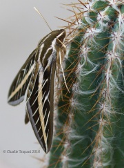 0J6A8523White-Lined_Sphinx