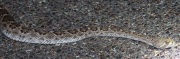 0J6A9297Western_Diamondback_Rattlesnake