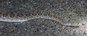0J6A9298Western_Diamondback_Rattlesnake