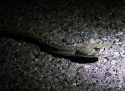 0J6A9299Western_Diamondback_Rattlesnake