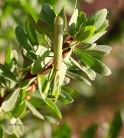 6S3A0888Unknown_Mantid