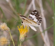 6S3A0900Erichson's_White-Skipper