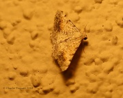 6S3A1252Unknown_Moth