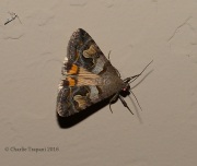 6S3A1253Unknown_Moth