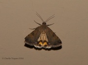 6S3A1255Unknown_Moth