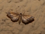 6S3A1265Unknown_Moth