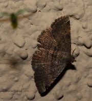 6S3A1267Unknown_Moth