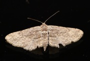 6S3A1268Unknown_Moth